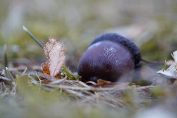 Acorn on the ground © Fabian