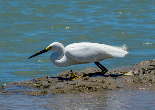 A Snowy Egret at Boca Chica in Texas