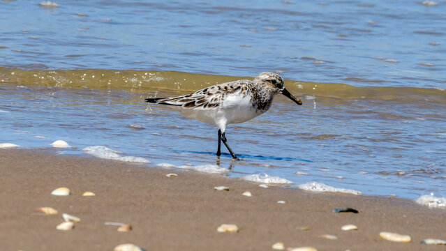 Sanderling on Boca Chica in Texas