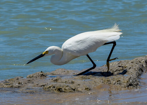 A Snowy Egret at Boca Chica in Texas