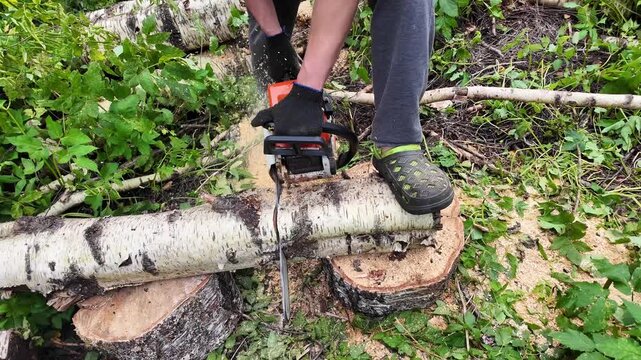 Chainsaw slices through a thick tree trunk on the ground, forestry maintenance, arborist service, wood cutting, outdoor industry.