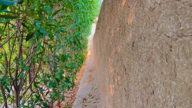 Narrow alleyway path between a green hedge and a rustic textured mud brick wall
