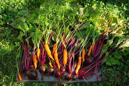 Fresh picked organically grown beets and carrots from a backyard garden