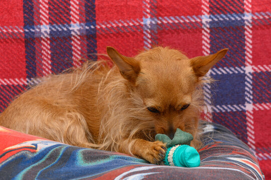 Small dog enjoys playing with a green toy on a cozy plaid blanket surrounded by warm colors in a relaxing corner of the home