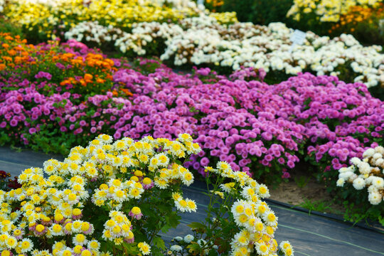 Colorful chrysanthemums blooming in an autumn garden with pink and yellow flowers. Beautiful seasonal floral landscape in botanical park. Plant breding, gardening, cultivation