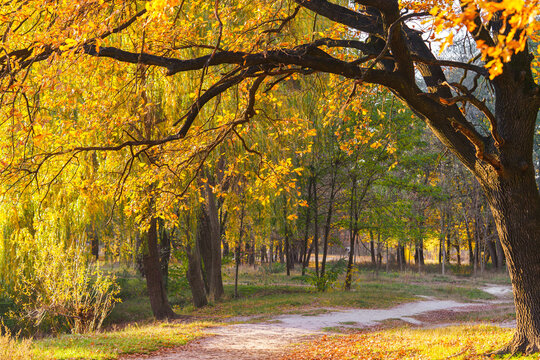 Large oak tree with vibrant golden autumn leaves beside a winding forest path in warm sunlight. Scenic fall landscape with colorful foliage in a peaceful woodland park.