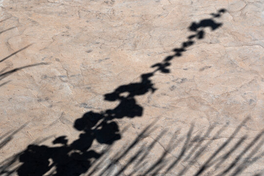 Shadow of hollyhock stalk on stone walkway