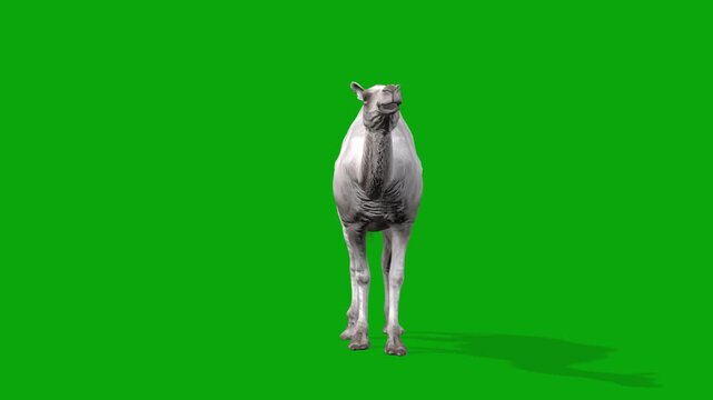 4k Albino camel idle stand loop front view animation on isolated Green Screen Animal, 3D realistic white kohi camel attention standing rendering on the chroma key