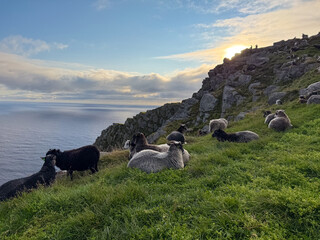Sheep on a rocky ridge against the setting sun, Runde, Norway © versus_cz