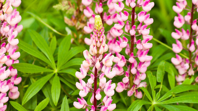 green natural background, pink meadow flowers on green grass background
