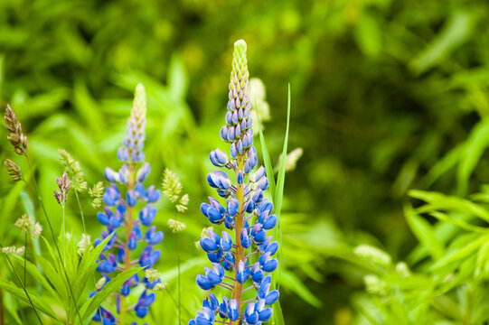 green natural background, blue meadow flowers on green grass background.