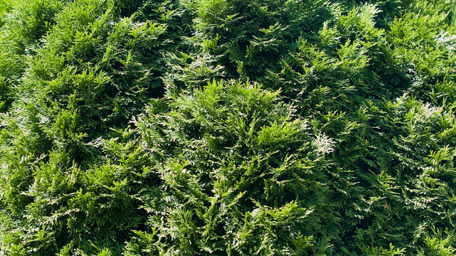 Green background, close-up of the texture of thuja tree branches