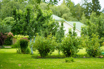 Obraz premium Lush landscaped garden with green lawn, mature trees and ornamental shrubs around a country home. Peaceful summer backyard creates a well maintained natural outdoor living space.