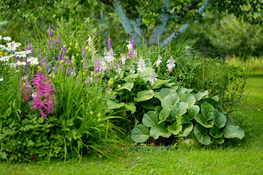 Lush perennial garden border with bergenia, flowering hostas and purple flowers grows beneath a mature tree. Dense ornamental foliage creates a natural summer flower bed.