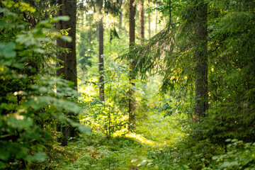 Obraz premium Lush green forest with dense undergrowth illuminated by soft summer sunlight. Peaceful woodland scenery creates a natural atmospheric background.