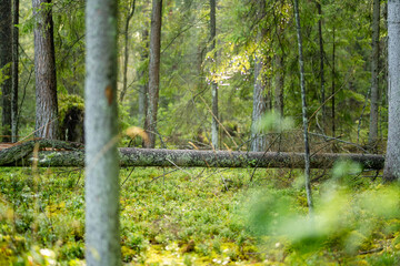 Obraz premium Sunlight filters through a quiet conifer forest with mossy ground and tall straight trees. Peaceful woodland scene creates a fresh natural atmosphere.