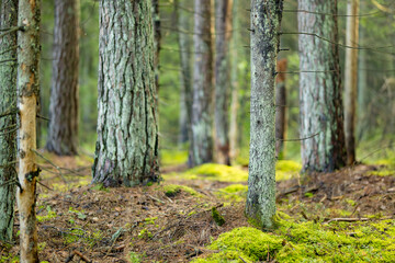 Obraz premium Sunlight filters through a quiet conifer forest with mossy ground and tall straight trees. Peaceful woodland scene creates a fresh natural atmosphere.