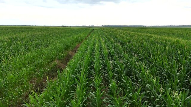 Corn field, NB, Canada