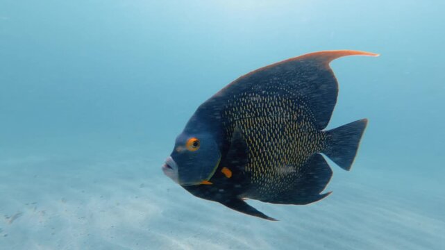 French Angel fish swimming in ocean