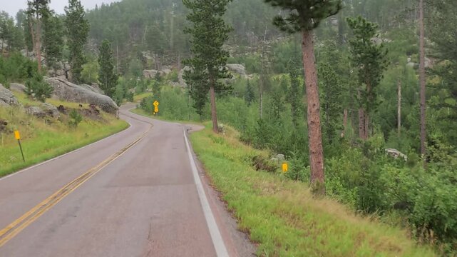 Black hills of South Dakota providing scenic driving on winding roads surrounded by Ponderosa Pines in July during the rain.
