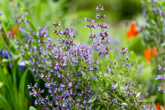 Purple sage flowers bloom among aromatic green leaves in a lush summer herb garden. Flowering culinary herb combines ornamental beauty with organic gardening, natural seasoning and homegrown food.