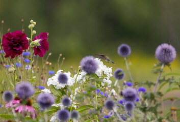 Obraz premium Ruby-throated hummingbird feeding on garden flowers. 