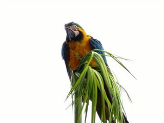 Aves urbanas. © rose1967