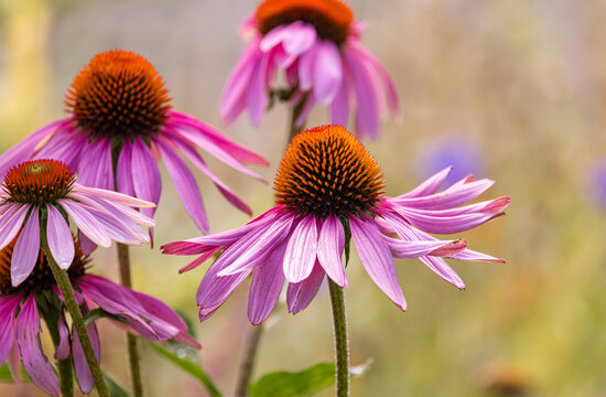 Echinacea (coneflower) 