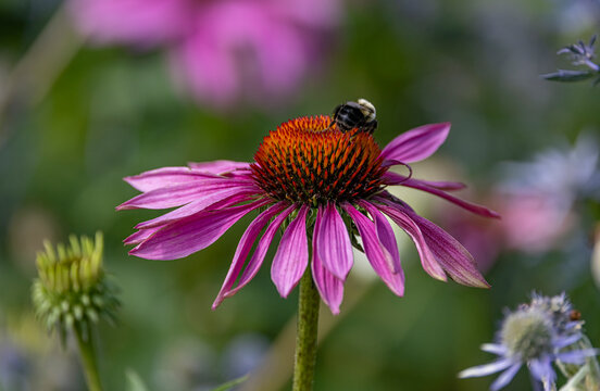 Echinacea (coneflower) 