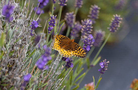 Great spangled fritillary butterfly on lavender. 