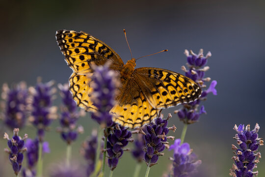 Great spangled fritillary butterfly on lavender. 