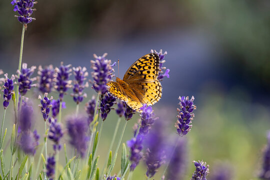 Great spangled fritillary butterfly on lavender. 