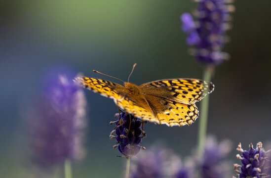 Great spangled fritillary butterfly on lavender. 