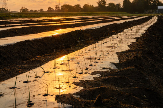 Young onion plants growing in farm rows at sunrise at Michigan farm