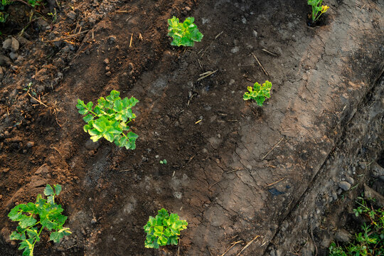 Young celery plants growing in cultivated farm soil