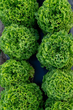 Heads of green leaf lettuce growing in farm rows