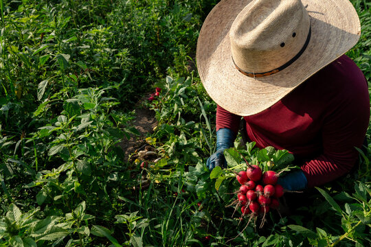 Farm worker harvesting red radishes by hand in vegetable field in Michigan
