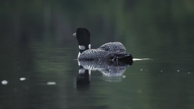 Common loons on a lake in Maine 