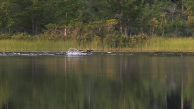 Common loons on a lake in Maine 