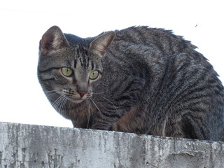 Um lindo Gatinho. © rose1967