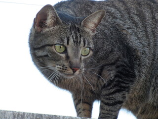 Um lindo Gatinho. © rose1967