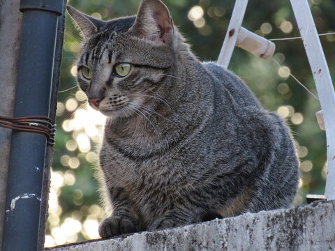 Um lindo Gatinho.