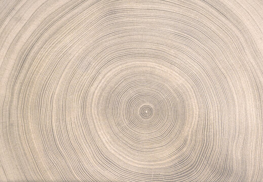 Natural organic boho cut wood texture. Detailed sepia toned felled tree trunk or stump with end grain.. 