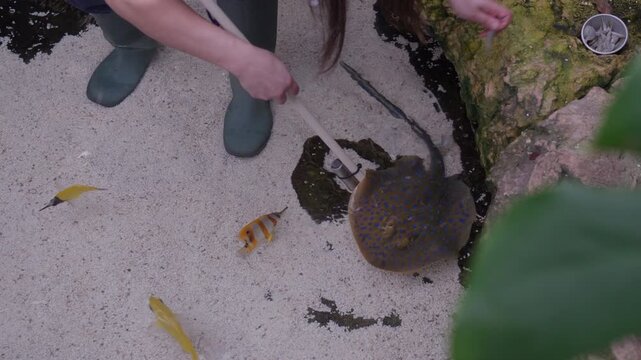 Visitors are feeding a stingray at the aquarium. The stingray moves towards the food while colorful fish swim around. Everyone enjoys this hands-on experience.