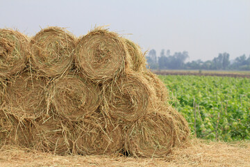 Large round straw bales on dry grass farm field after harvest © Aquarius Creative