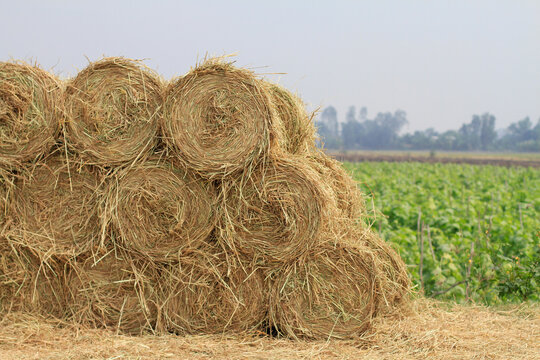 Large round straw bales on dry grass farm field after harvest