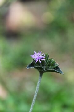 Close Up Small Purple Elephantopus Scaber Wild Flower
