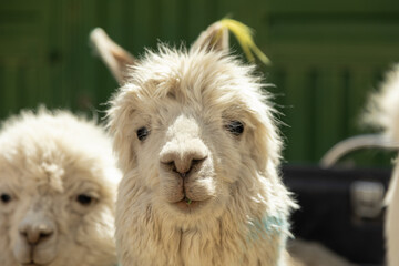 Naklejka premium Close-up portrait of an alpaca in the Peruvian Andes