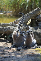 Fototapeta premium Group of Ring-Tailed Lemurs Lemur Catta Sitting Together on Ground with Raised Tail - Wildlife Photography at Badoca Safari Park Portugal