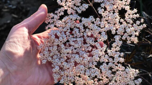 Pink flowers of the black elderberry in a womans hands in a summer garden. A useful plant for making cough syrups, jams, tinctures, and juices. 4k footage